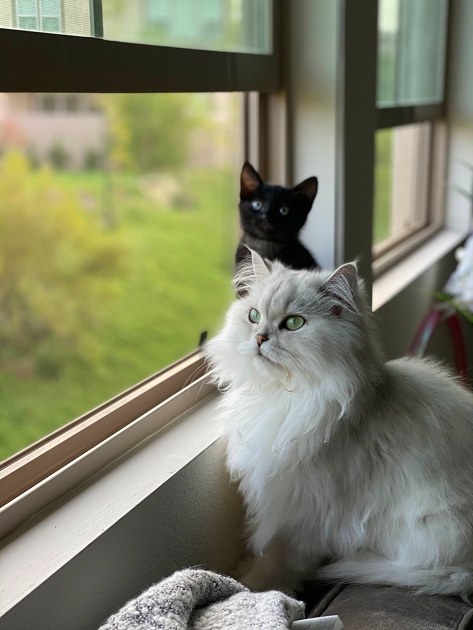 Floof joined the competition — help win amazing prizes! british_longhair, carnivore, cat, comfort, daylighting, domestic_short_haired_cat, felidae, fixture, fur, glass, grass, monochrome_photography, sitting, small_to_medium_sized_cats, snout, tail, tree, whiskers, window, wood