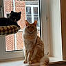 animal, black_and_white_cat, brick_wall, cat, cat_tree, cozy, curious, domestic, feline, fluffy, furniture, indoor, kitten, looking, orange_cat, pet, resting, sitting, window, windowsill