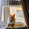 cat, ginger_cat, windowsill, window, curtain, indoor, pet, relaxed, fluffy, sunlight, brick_building, cozy, resting, feline, domestic_animal, home_interior, cat_perch, animal, mammal, quiet