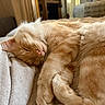 Aslan a rejoint le concours — aidez-le/la à gagner de superbes lots ! animal, cat, closeup, couch, cozy, cute, domestic_cat, feline, fur, indoor, nap, orange_tabby, peaceful, pet, relaxation, rest, sleeping, soft, warm_light, whiskers