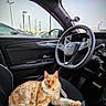 cat, orange_tabby, car_interior, steering_wheel, driver_seat, window, parking_lot, modern_car, daylight, relaxed, pet, animal, feline, domestic_cat, seat, dashboard, keys, side_mirror, leather_seat, curious