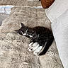 bed, black_and_white, comfort, cozy, cute, domestic_cat, feline, fluffy_blanket, fur, home, indoor, kitten, nap, pet, pillow, relaxation, resting, sleeping, small_animal, soft