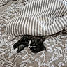 Batman participe au concours pour gagner de l'argent avec cette photo : kitten, cat, bed, blanket, striped_blanket, patterned_bedspread, black_and_white, pet, cozy, indoor, feline, resting, cute, curious, animal, soft_texture, home, comfort, sleepy, playful