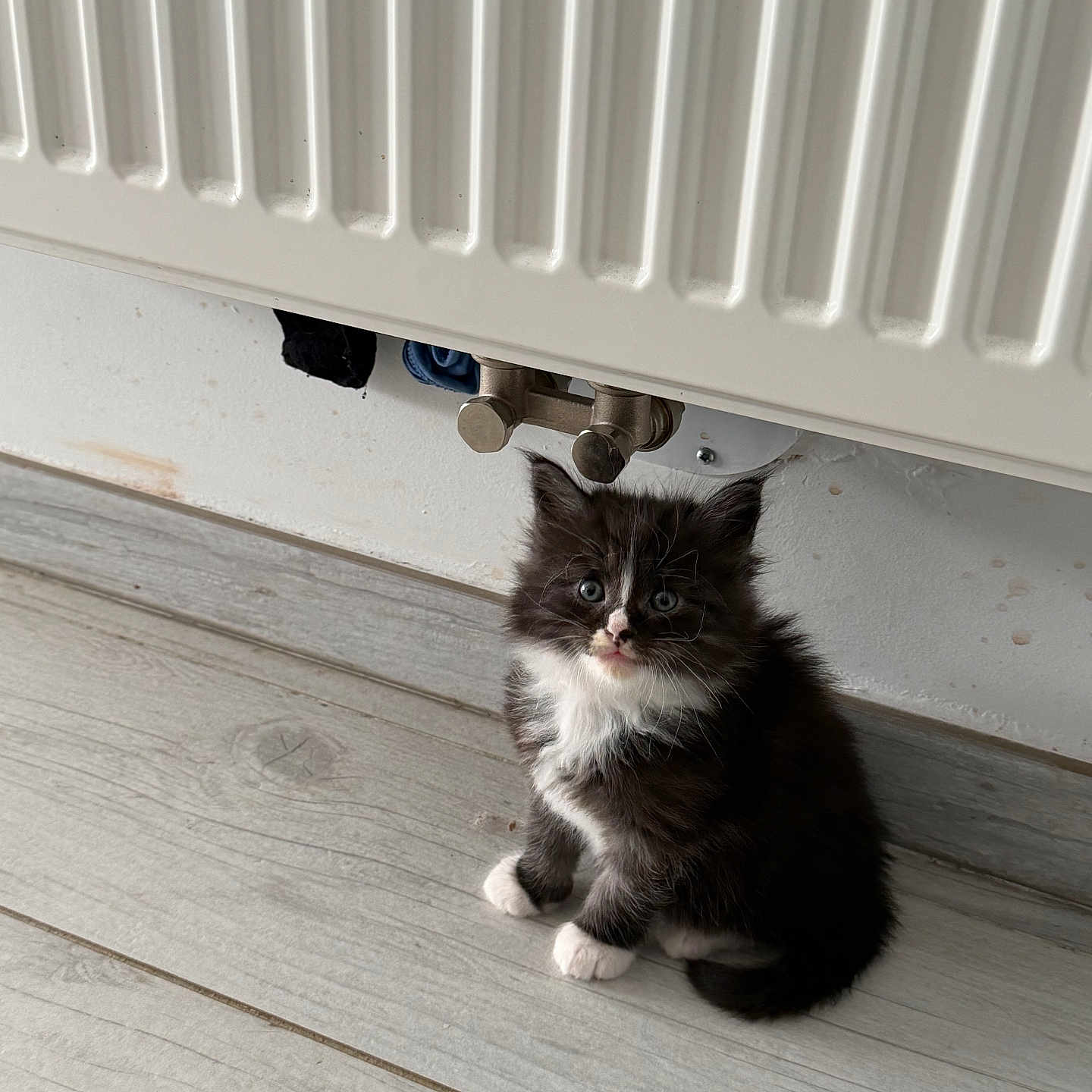 Batman participe au concours pour gagner de l'argent avec cette photo : kitten, cat, black_and_white, fluffy, floor, wooden_floor, radiator, indoor, pet, animal, cute, small, curious, sitting, fur, whiskers, paws, young, domestic_cat, cozy