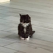 Batman a rejoint le concours — aidez-le/la à gagner de superbes lots ! kitten, cat, black_and_white, furry, pet, animal, indoor, floor, tile, cute, small, young, sitting, whiskers, paws, fur, domestic, feline, adorable, curious