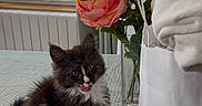 Batman a rejoint le concours — aidez-le/la à gagner de superbes lots ! kitten, cat, black_and_white, fluffy, table, tablecloth, flowers, vase, pink_flowers, indoor, window, curtains, radiator, home, pet, cute, sitting, playful, fur, domestic_animal