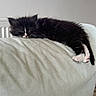 Batman a rejoint le concours — aidez-le/la à gagner de superbes lots ! kitten, cat, sleeping, furry, black_and_white, couch, indoor, pet, resting, cute, small, relaxed, cozy, feline, fur, animal, domestic, home, comfort, nap
