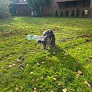 Teddy a rejoint le concours — aidez-le/la à gagner de superbes lots ! dog, grass, yard, plastic_bottle, tree, leaves, sunlight, outdoor, pet, playful, nature, brick_wall, woodpile, canine, greenery, daylight, animal, lawn, backyard, fun