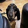 Teddy participe au concours pour gagner de l'argent avec cette photo : dog, basset_hound, indoor, leash, wooden_floor, black_leather_chair, pet, animal, ears, closeup, floor, curious, looking_up, shadow, domestic, mammal, companion, cute, fur, snout