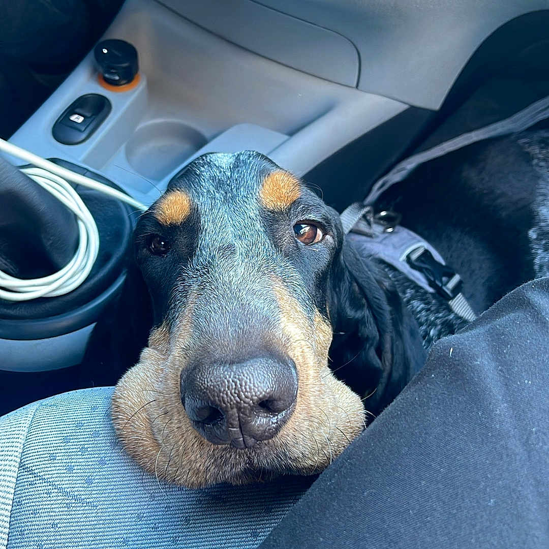 Teddy a rejoint le concours — aidez-le/la à gagner de superbes lots ! dog, car_interior, seat, snout, resting, black_dog, brown_markings, leash, closeup, pet, animal, companion, travel, window_controls, fabric_seat, dashboard, cozy, cute, expression, domestic_animal