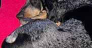 Teddy participe au concours pour gagner de l'argent avec cette photo : dog, sleeping, curled_up, red_blanket, car_interior, black_fur, gray_fur, tan_markings, collar, pet, resting, cozy, animal, indoor, side_view, close_up, fur_texture, relaxing, canine, vehicle