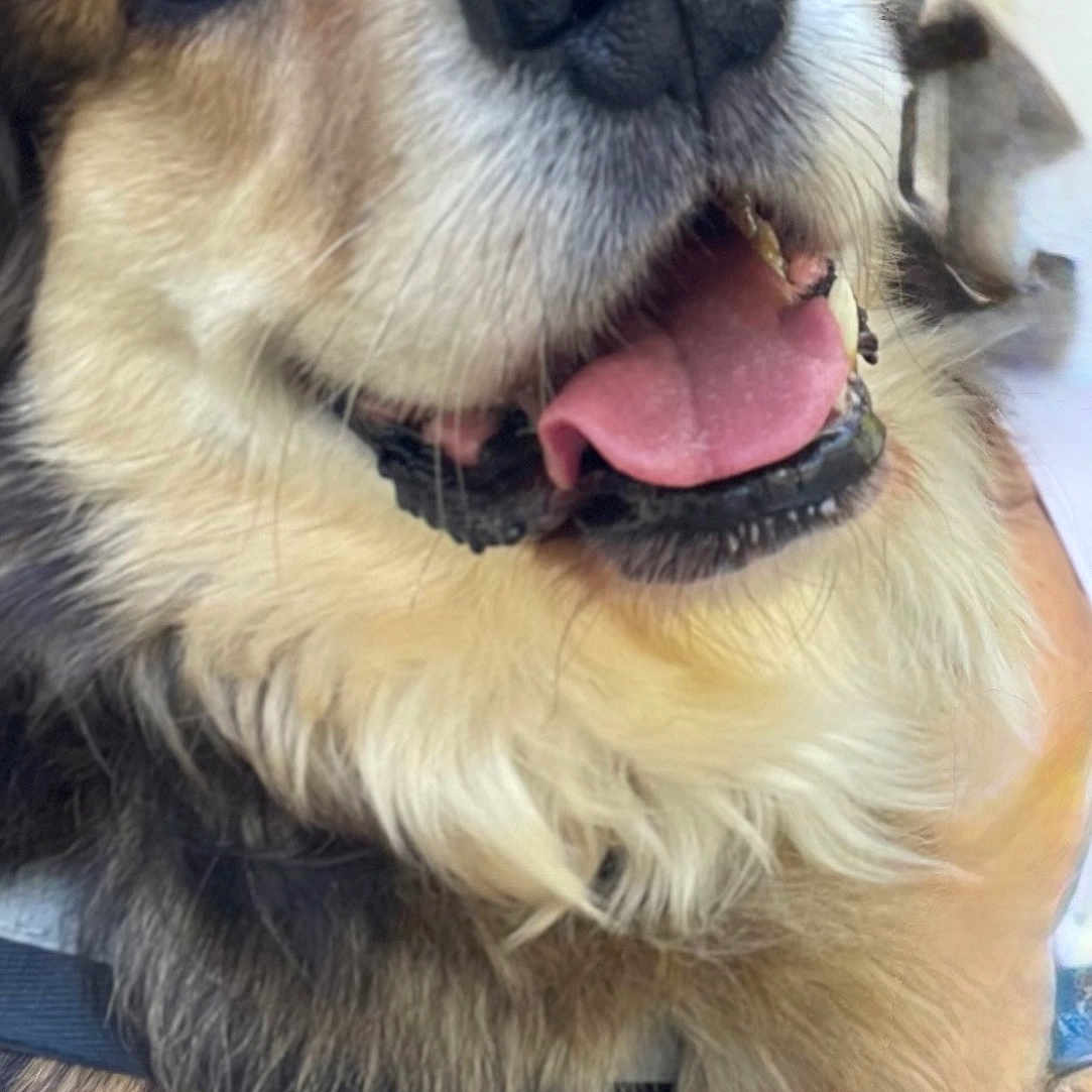 Biri joined the competition — help win amazing prizes! dog, close_up, tongue_out, happy, fluffy_fur, brown_fur, cream_fur, pet, canine, animal, smiling, friendly, indoors, portrait, cute, fur_texture, muzzle, nose, eyes, collar