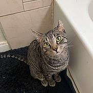 Leo joined the competition — help win amazing prizes! animal, bathroom, bathtub, black_rug, cat, closeup, curious, domestic_animal, ears, floor, fur, green_eyes, indoor, looking_up, pet, sitting, tabby, tail, tile_wall, whiskers