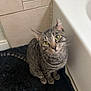 animal, bathroom, bathtub, black_rug, cat, closeup, curious, domestic_animal, ears, floor, fur, green_eyes, indoor, looking_up, pet, sitting, tabby, tail, tile_wall, whiskers