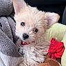 adorable, animal, bed, blanket, brown_toy, companion, cozy, cute, dog, fluffy, fur, indoor, looking, pet, puppy, red_rope_toy, small, snuggle, soft, toy