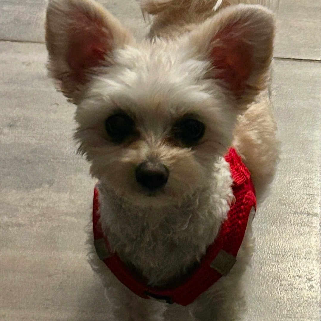 Vicky a rejoint le concours — aidez-le/la à gagner de superbes lots ! dog, small_dog, fluffy, ears, red_harness, pet, animal, curious, standing, indoor, tile_floor, cute, fur, closeup, companion, mammal, domestic_animal, puppy, looking_at_camera, shadow
