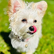Vicky participe au concours pour gagner de l'argent avec cette photo : dog, white_dog, fluffy, tongue_out, ears, pet, outdoor, grass, sunlight, cute, animal, canine, collar, close_up, tongue, nose, summer, playful, friendly, adorable