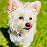 dog, white_dog, fluffy, tongue_out, ears, pet, outdoor, grass, sunlight, cute, animal, canine, collar, close_up, tongue, nose, summer, playful, friendly, adorable