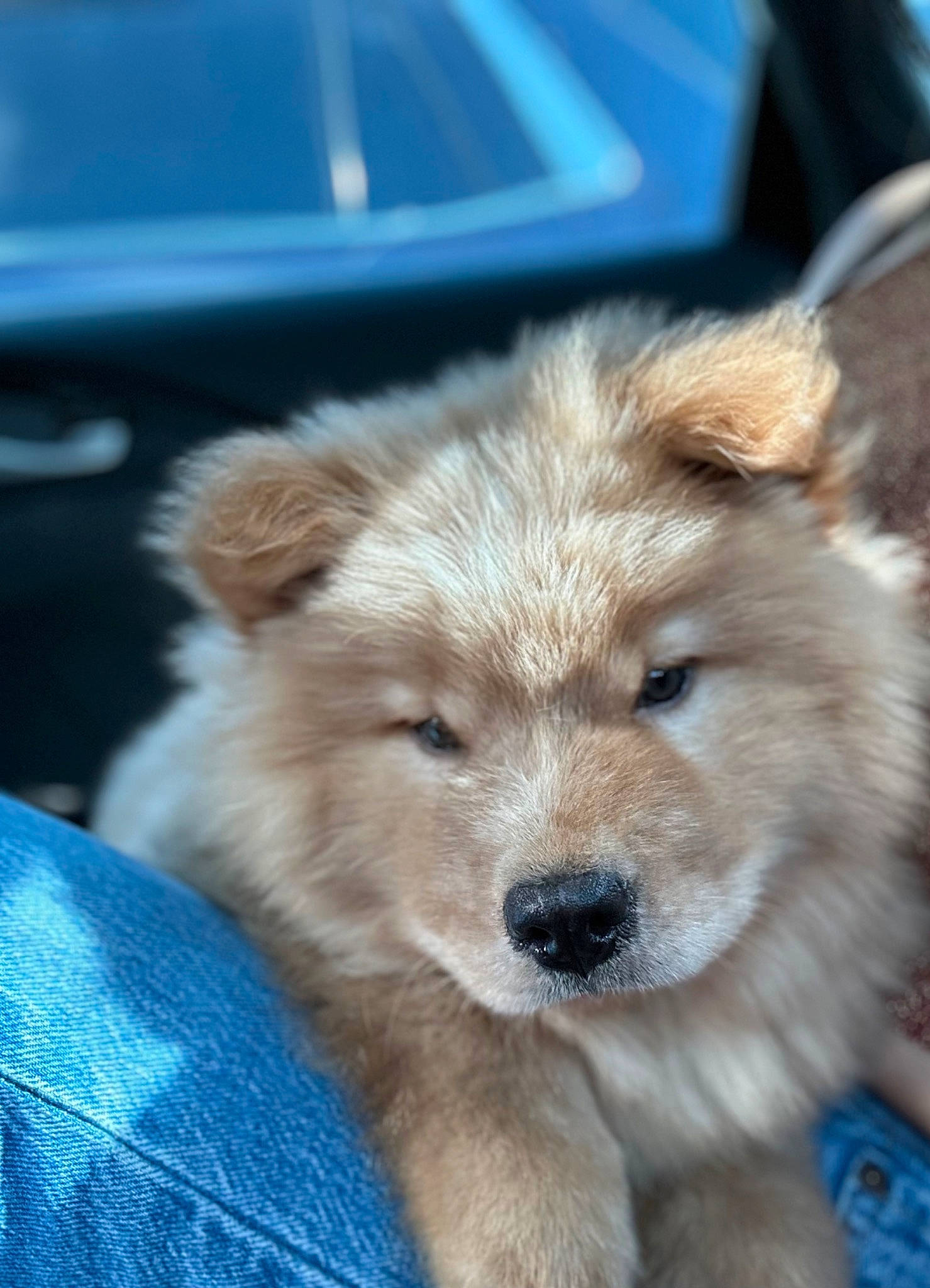 Rocky is registered to the contest to win money with this photo: canidae, car, carnivore, companion_dog, dog, dog_breed, dog_supply, electric_blue, fawn, fur, german_spitz_mittel, hood, snout, spitz, sporting_group, terrestrial_animal, toy_dog, vehicle, whiskers, working_animal