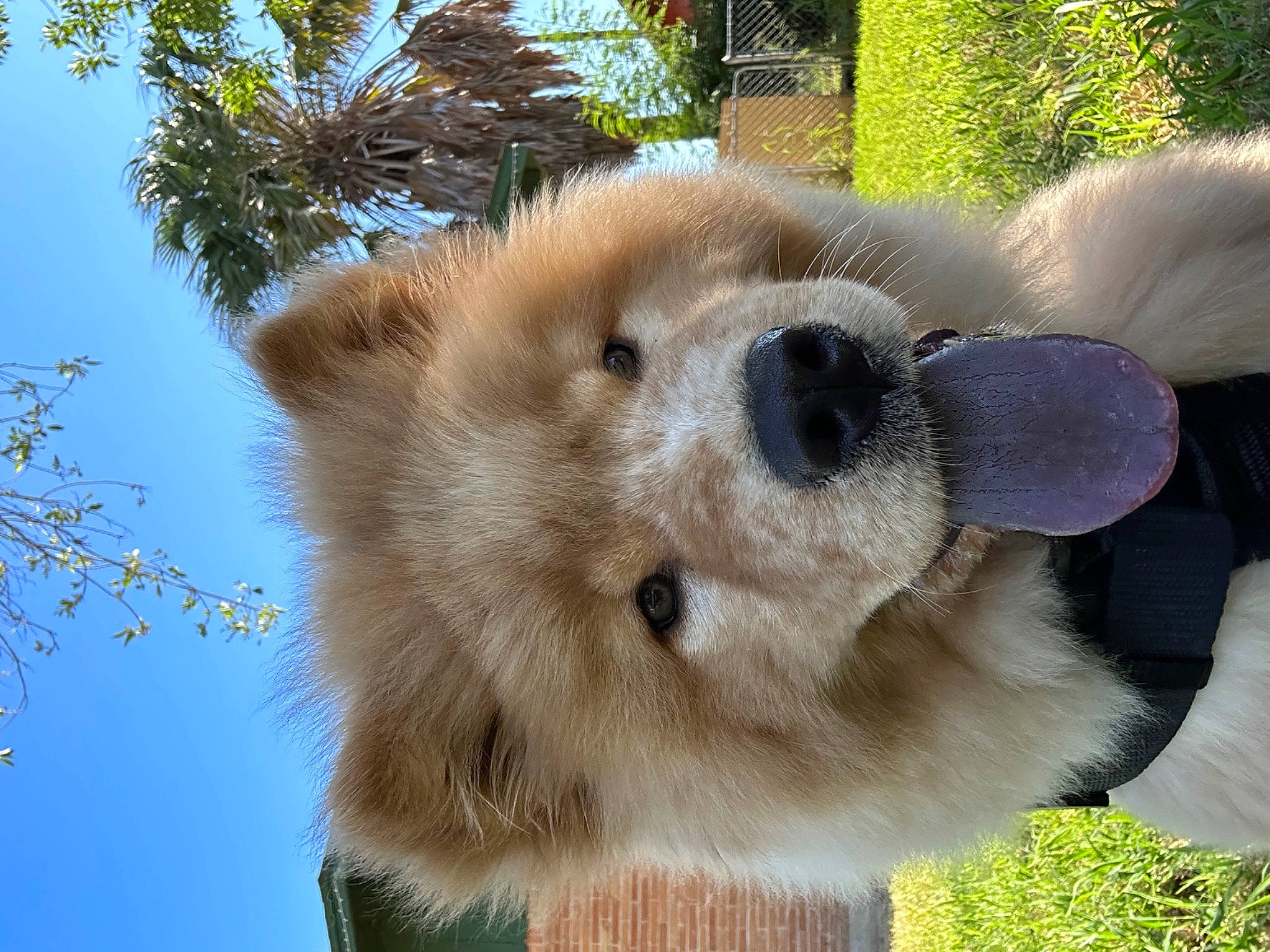 Rocky joined the competition — help win amazing prizes! bear, canidae, carnivore, companion_dog, dog, dog_breed, fawn, fur, natural_material, plant, sky, snout, sporting_group, terrestrial_animal, tree, twig, whiskers, wildlife, working_animal