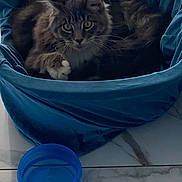 Mini participe au concours pour gagner de l'argent avec cette photo : cat, tabby_cat, pet, indoor, blue_basket, blue_bowl, floor, marble_floor, feline, fur, whiskers, curious, paw, resting, cozy, domestic_animal, animal, cute, yellow_eyes, relaxed
