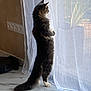 Mini a rejoint le concours — aidez-le/la à gagner de superbes lots ! cat, standing, curtain, indoor, window, fluffy, pet, feline, marble_floor, white_paws, tail, curious, home, sunlight, silhouette, looking_outside, long_hair, domestic_cat, quiet, peaceful