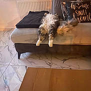 Mini participe au concours pour gagner de l'argent avec cette photo : blanket, cat, comfortable, couch, cozy, curtain, decor, domestic, fluffy, fur, furniture, home, indoor, legs, marble_floor, pillow, radiator, relaxing, tail, window