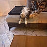 blanket, cat, comfortable, couch, cozy, curtain, decor, domestic, fluffy, fur, furniture, home, indoor, legs, marble_floor, pillow, radiator, relaxing, tail, window