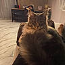 Mini participe au concours pour gagner de l'argent avec cette photo : brown, cat, cozy, curtains, ears, floor, fluffy, footwear, furniture, home, indoor, legs, living_room, marble_floor, orange_lighting, pet, portrait, relaxing, tail, television