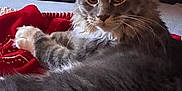 Mini a rejoint le concours — aidez-le/la à gagner de superbes lots ! cat, gray_cat, tabby_cat, pet, feline, indoor, cozy, blanket, red_blanket, pillow, decorative_pillow, text_on_pillow, sweet_home, fur, whiskers, ears, relaxed, lying_down, close_up, domestic_animal