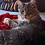 cat, gray_cat, tabby_cat, pet, feline, indoor, cozy, blanket, red_blanket, pillow, decorative_pillow, text_on_pillow, sweet_home, fur, whiskers, ears, relaxed, lying_down, close_up, domestic_animal