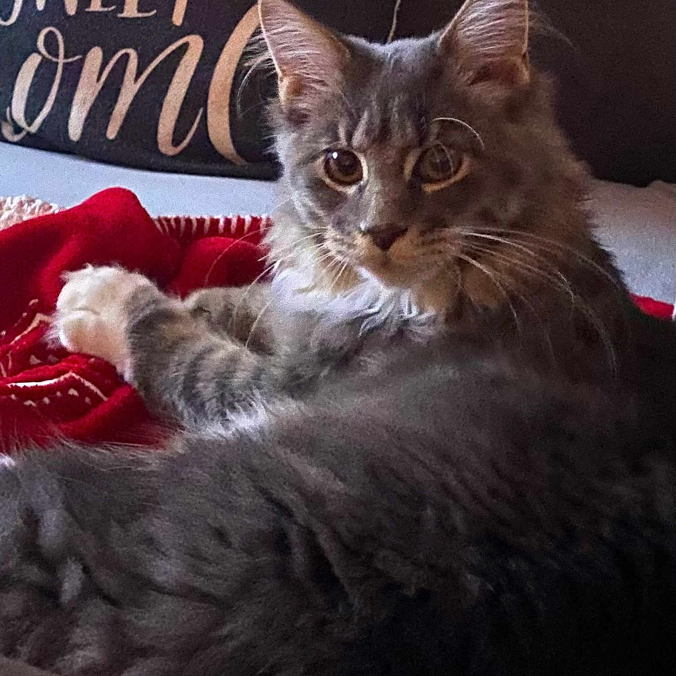 Mini a rejoint le concours — aidez-le/la à gagner de superbes lots ! blanket, cat, close_up, cozy, decorative_pillow, domestic_animal, ears, feline, fur, gray_cat, indoor, lying_down, pet, pillow, red_blanket, relaxed, sweet_home, tabby_cat, text_on_pillow, whiskers