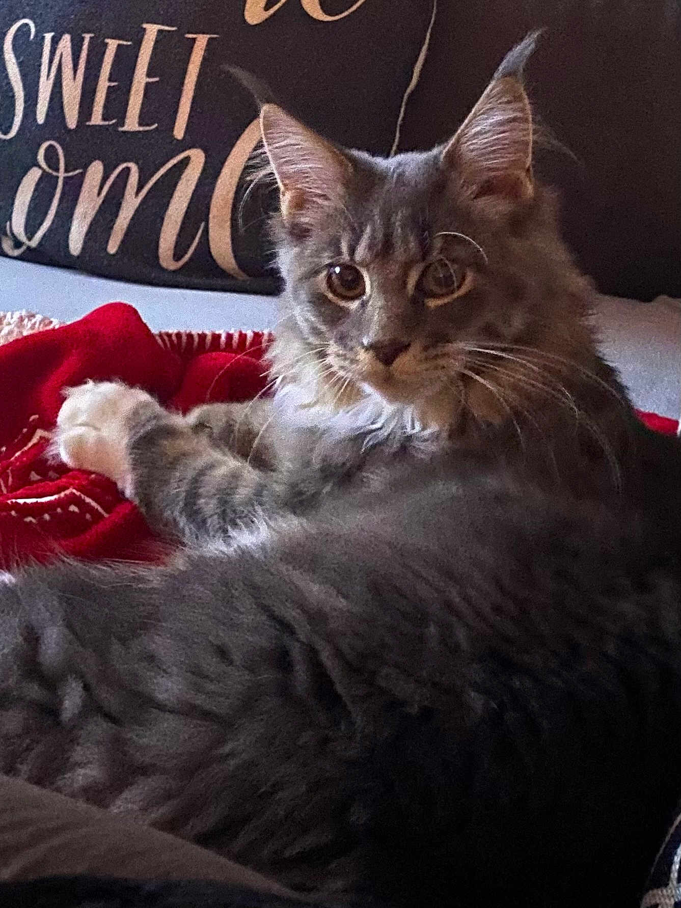 Mini a rejoint le concours — aidez-le/la à gagner de superbes lots ! cat, gray_cat, tabby_cat, pet, feline, indoor, cozy, blanket, red_blanket, pillow, decorative_pillow, text_on_pillow, sweet_home, fur, whiskers, ears, relaxed, lying_down, close_up, domestic_animal