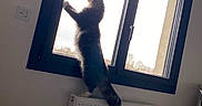 Mini a rejoint le concours — aidez-le/la à gagner de superbes lots ! animal, black_frame, cat, cozy, curiosity, daylight, domestic, feline, fur, home, indoor, light, looking_out, pet, quiet, radiator, shadow, standing, white_wall, window