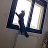 animal, black_frame, cat, cozy, curiosity, daylight, domestic, feline, fur, home, indoor, light, looking_out, pet, quiet, radiator, shadow, standing, white_wall, window