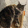 Mini a rejoint le concours — aidez-le/la à gagner de superbes lots ! animal, cat, cute, ears, feline, fluffy, fur, gray, handle, indoor, looking_at_camera, marble, orange, paws, pet, relaxed, scratching_pad, tile_floor, whiskers, white