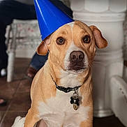 Archie Mars is registered to the contest to win money with this photo: alert, animal, background_blur, brown_dog, canine, collar, cute, dog, domestic_dog, floor, house_pet, indoor, looking_at_camera, party_hat, pet_tag, seated_person, sitting, table_leg, tile_floor, white_markings