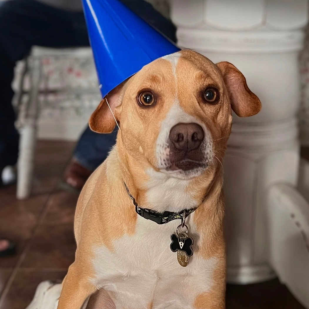 Archie Mars is registered to the contest to win money with this photo: alert, animal, background_blur, brown_dog, canine, collar, cute, dog, domestic_dog, floor, house_pet, indoor, looking_at_camera, party_hat, pet_tag, seated_person, sitting, table_leg, tile_floor, white_markings