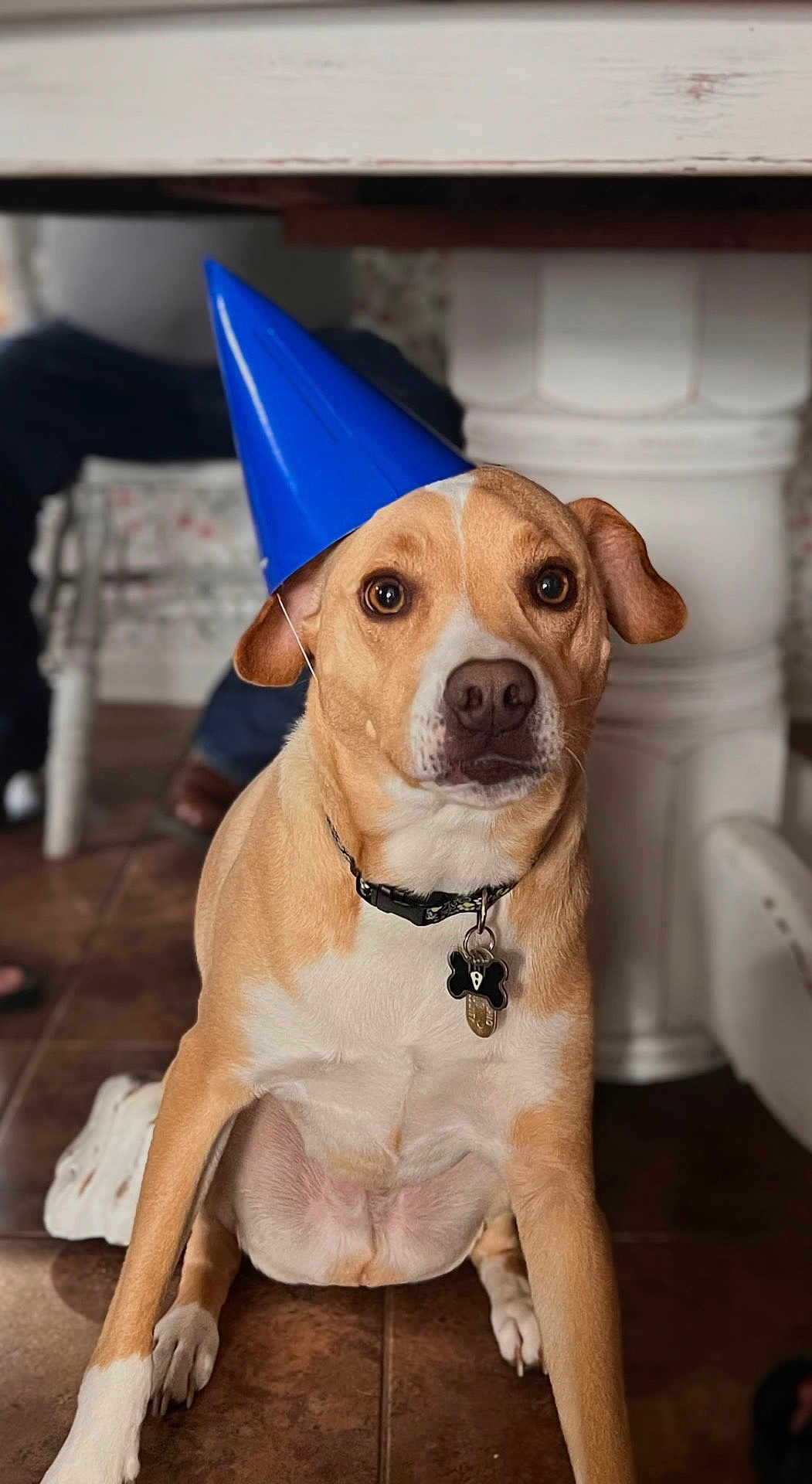 Archie Mars is registered to the contest to win money with this photo: alert, animal, background_blur, brown_dog, canine, collar, cute, dog, domestic_dog, floor, house_pet, indoor, looking_at_camera, party_hat, pet_tag, seated_person, sitting, table_leg, tile_floor, white_markings