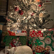 Snow joined the competition — help win amazing prizes! cat, white_cat, sleeping, christmas_tree, christmas_lights, ornaments, gifts, gift_bags, holiday, festive, decorations, indoor, cozy, sleep, fur, animal, holiday_season, tree_skirt, red, green