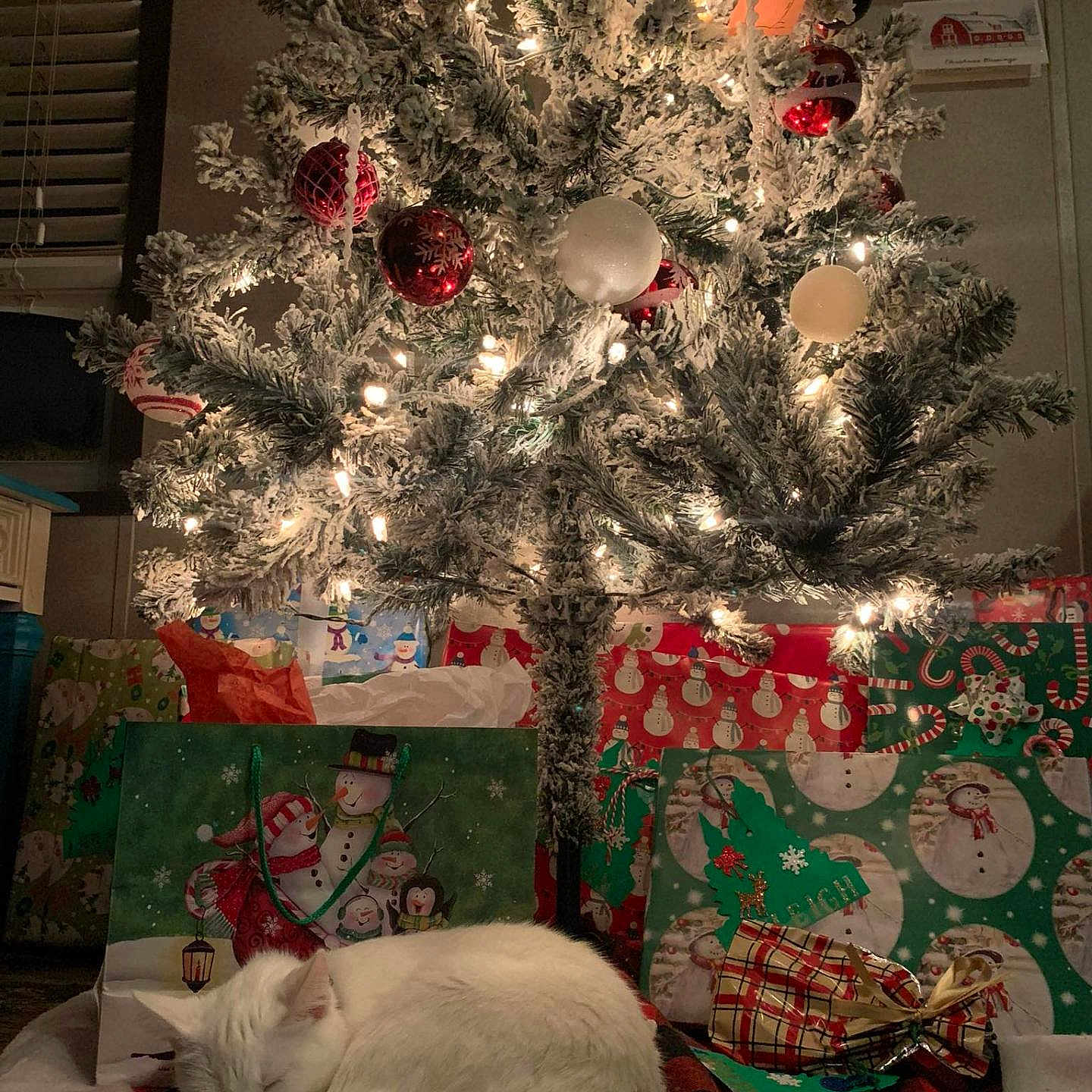 Snow joined the competition — help win amazing prizes! animal, cat, christmas_lights, christmas_tree, cozy, decorations, festive, fur, gift_bags, gifts, green, holiday, holiday_season, indoor, ornaments, red, sleep, sleeping, tree_skirt, white_cat