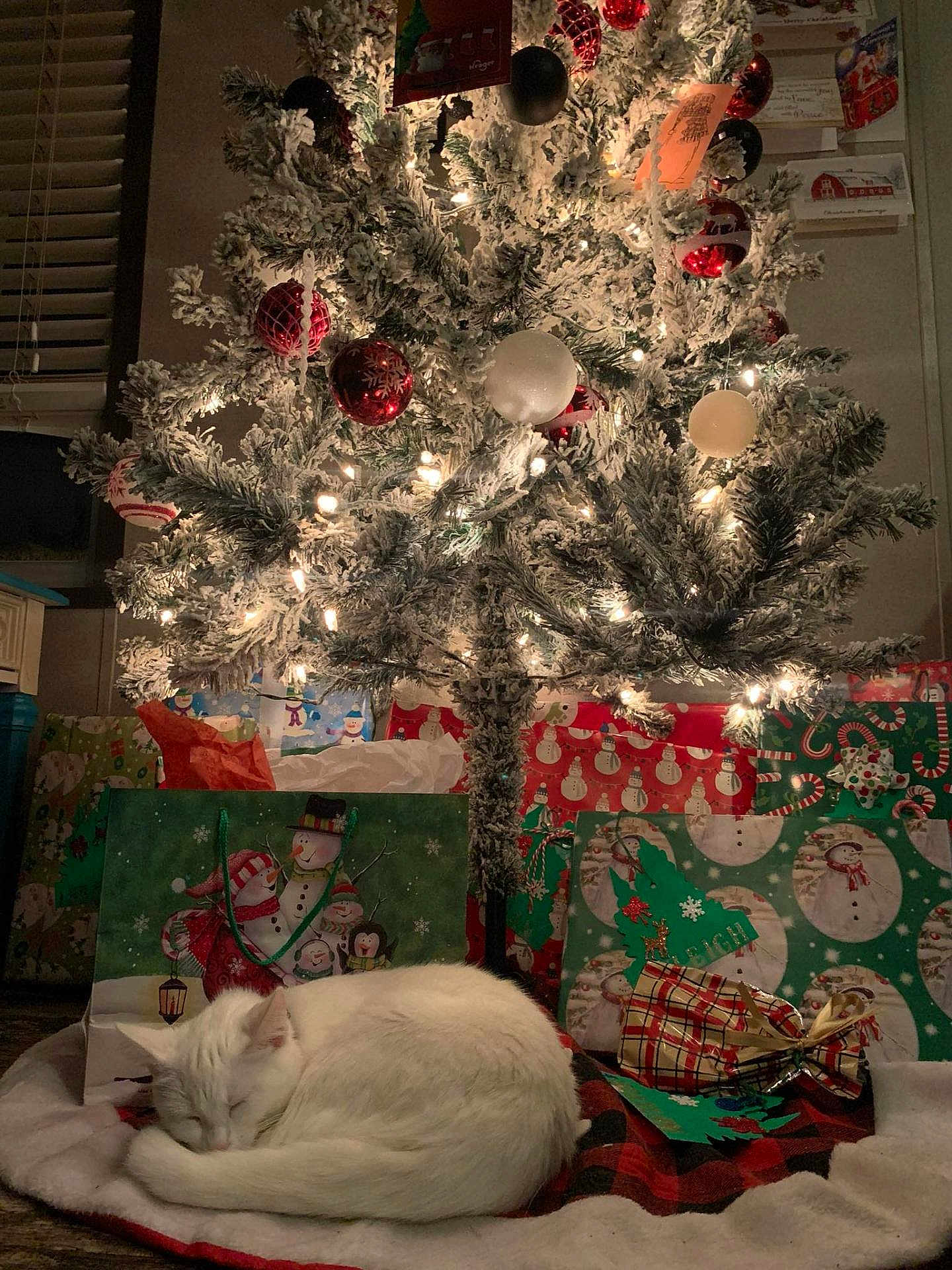 Snow joined the competition — help win amazing prizes! cat, white_cat, sleeping, christmas_tree, christmas_lights, ornaments, gifts, gift_bags, holiday, festive, decorations, indoor, cozy, sleep, fur, animal, holiday_season, tree_skirt, red, green