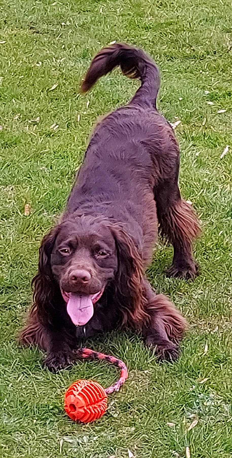 Cisco is registered to the contest to win money with this photo: canidae, carnivore, cocker_spaniel, collar, companion_dog, dog, dog_breed, dog_collar, fur, grass, gun_dog, liver, retriever, snout, spaniel, sporting_group, tail, terrestrial_animal, water_dog, working_animal