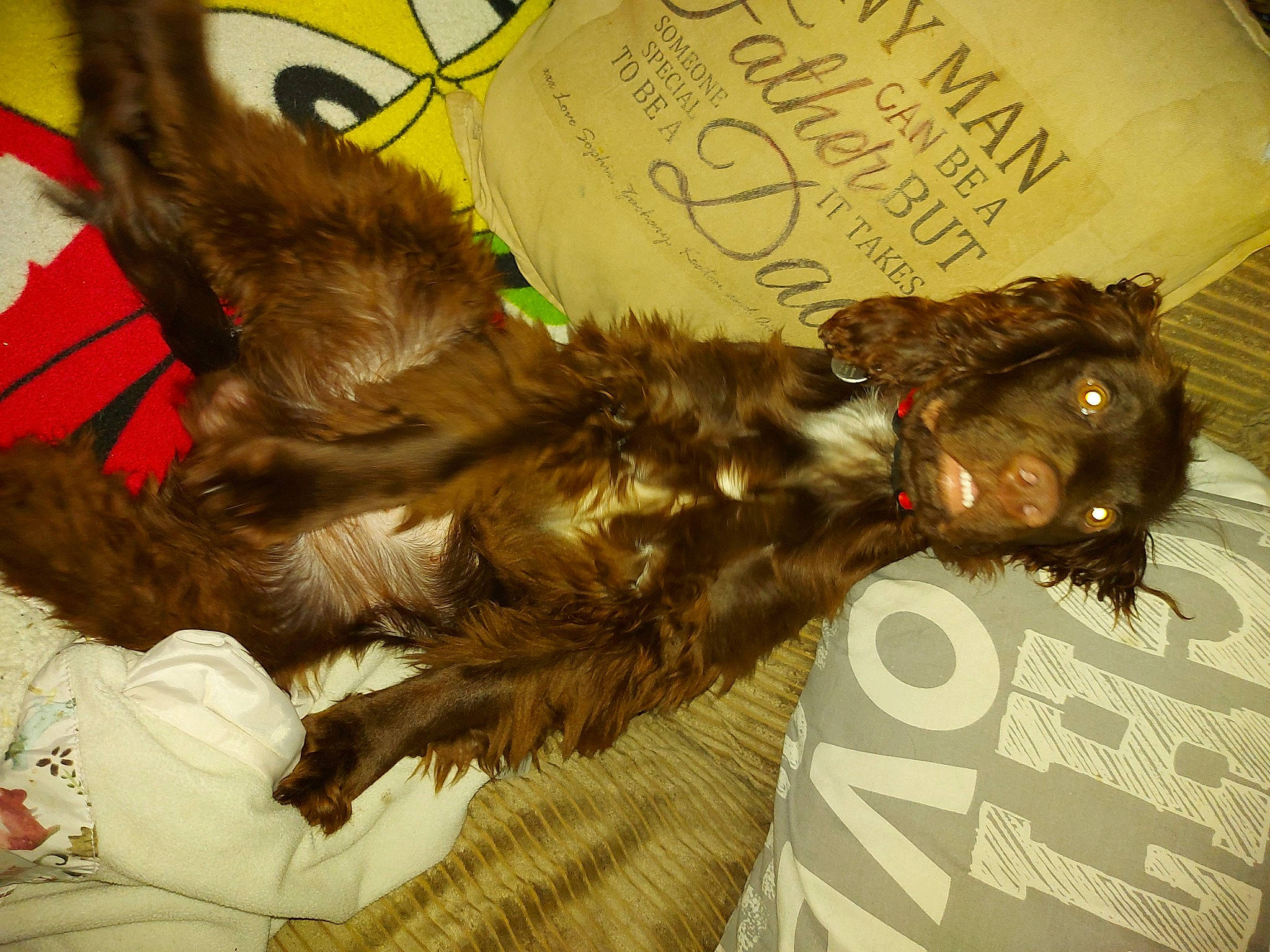 Cisco joined the competition — help win amazing prizes! canidae, carnivore, companion_dog, dog, dog_breed, fashion_accessory, fawn, felidae, fur, handwriting, liver, paw, small_to_medium_sized_cats, snout, spaniel, sporting_group, tail, toy_dog, wing, working_animal