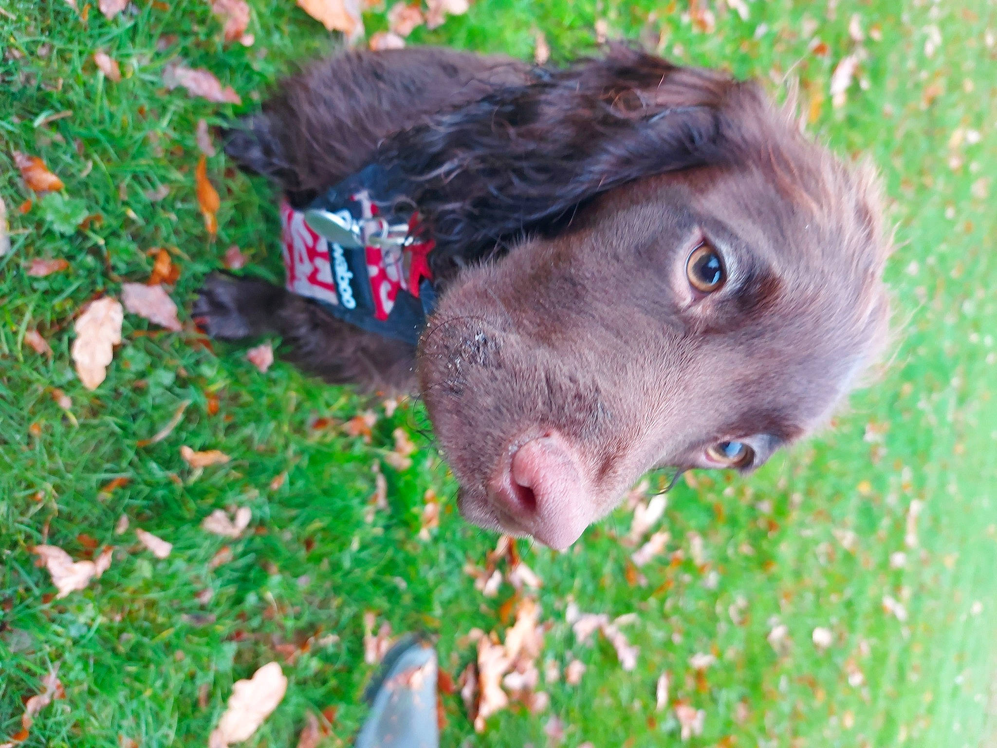 Cisco is registered to the contest to win money with this photo: borador, canidae, carnivore, companion_dog, dog, dog_breed, fur, grass, groundcover, gun_dog, hunting_dog, liver, livestock, people_in_nature, plant, snout, sporting_group, terrestrial_animal, whiskers, working_animal