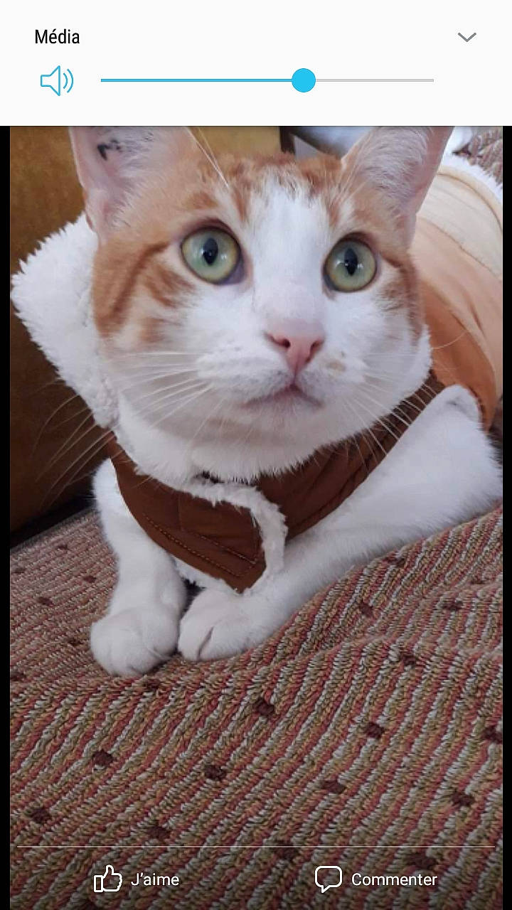 Craquotte a rejoint le concours — aidez-le/la à gagner de superbes lots ! art, carnivore, cat, collar, domestic_short_haired_cat, eye, fawn, felidae, font, fur, paw, pet_supply, photo_caption, picture_frame, rectangle, small_to_medium_sized_cats, snout, tail, whiskers, wood