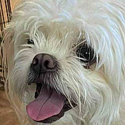 Sugar joined the competition — help win amazing prizes! dog, white_dog, black_dog, tongue_out, happy, pet, indoor, floor, fur, canine, close_up, animal, cute, playful, tail, household, companion, nose, friendly, domestic