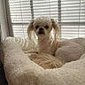 animal, comfortable, cozy, cream, dog, fur, home, household, indoor, long_ears, natural_light, pet_bed, pink, portrait, quiet, relaxed, resting, small_dog, sunlight, window_blinds
