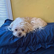 Sugar is registered to the contest to win money with this photo: animal, companion, cozy, curly_fur, cute, dog, domestic, fluffy, home, indoor, lying_down, navy_blue, pet, pillow, relaxed, resting, sleepy, small_dog, white_dog, yellow_wall