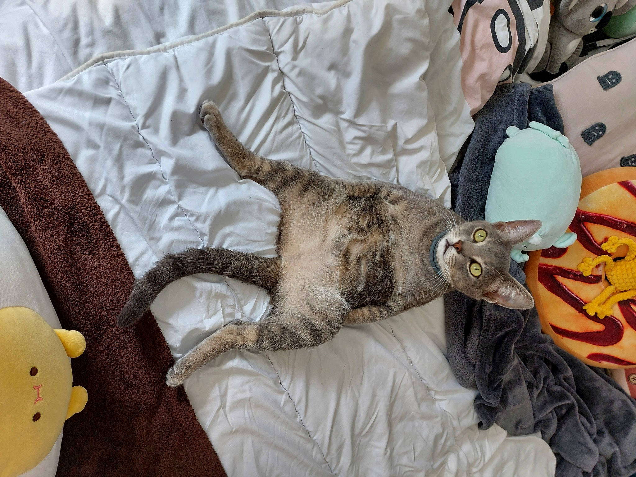 Tessa participe au concours pour gagner de l'argent avec cette photo : bed, bedding, cat, claw, comfort, couch, domestic_short_haired_cat, fawn, felidae, fur, linens, mammal, paw, room, small_to_medium_sized_cats, stuffed_toy, tail, textile, toy, whiskers
